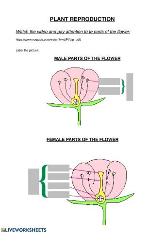 Parts of the flower