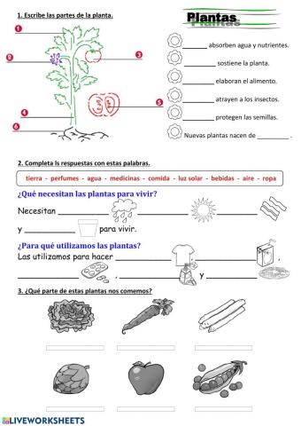 Plantas