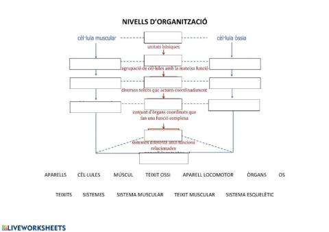 Nivells d'organització dels éssers vius