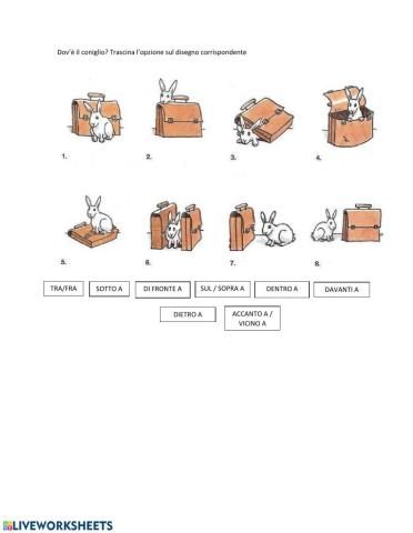 Dov'è il coniglio?