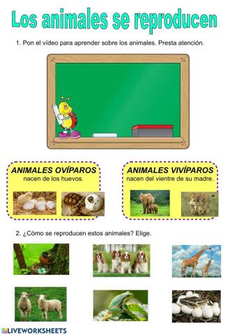 Reproducción en los animales