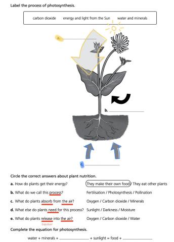 Photosynthesis easy