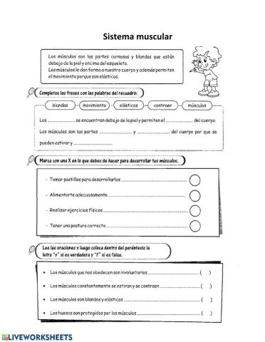 Sistema muscular