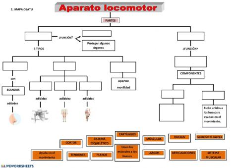 Aparato locomotor