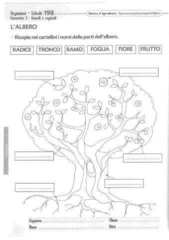 Le parti dell'albero