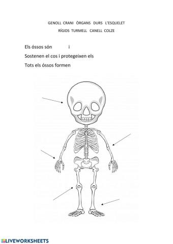 L'esquelet