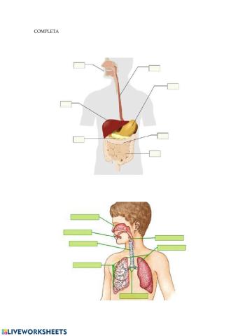 Aparello dixestivo e respiratorio