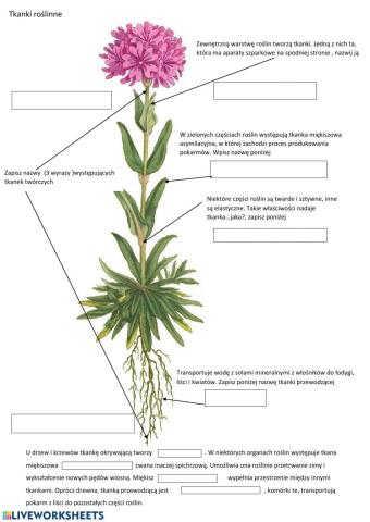 Tkanki roślinne- kartkówka- klasa 5