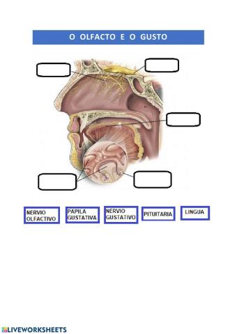 O gusto e o olfacto