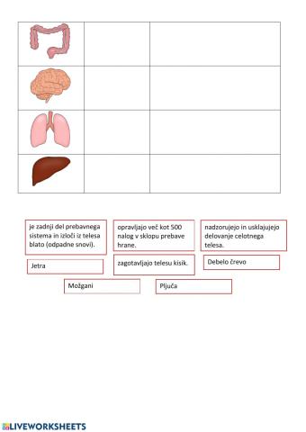 Notranji organi2