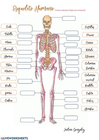 Esqueleto Humano