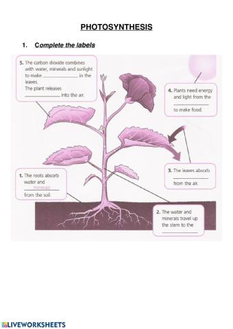 Photsynthesis