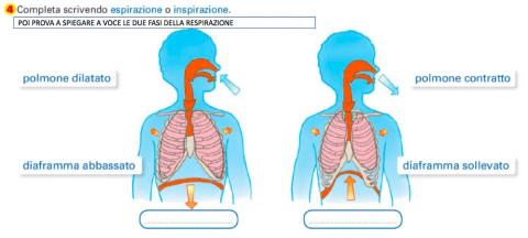 Apparato respiratorio 2