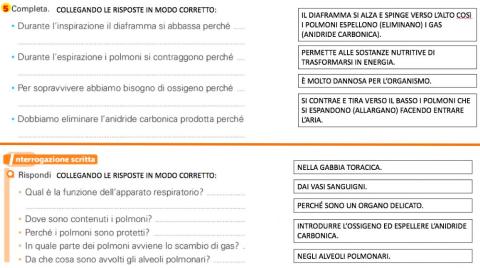 Apparato Respiratorio 3