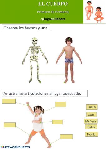 Partes del cuerpo