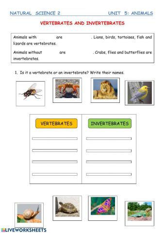 Vertebrates and invertebrates