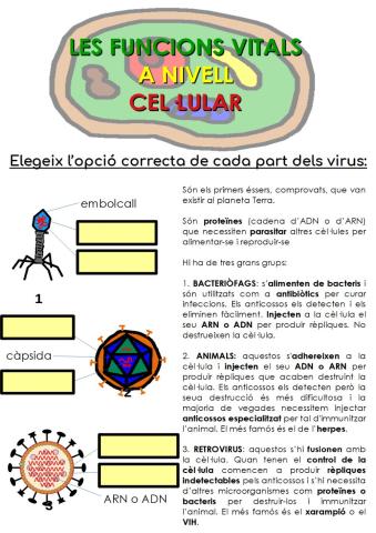 Parts dels virus