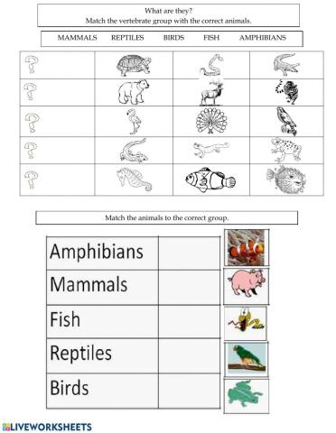 Vertebrates