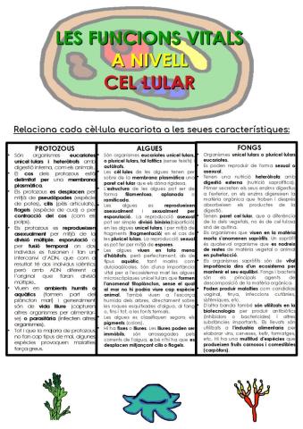 Les cèl·lules eucariotes