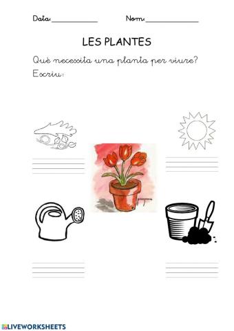 Què necessiten les plantes?