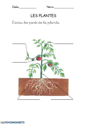 Les parts d'una planta