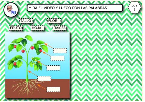 Partes de la planta (8-08)