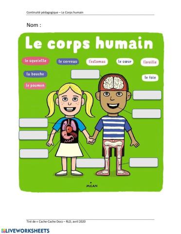 Le corps Humain