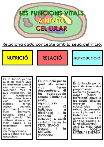 Funcions vitals a nivell cel·lular