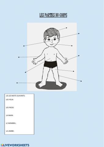 Les parties du corps