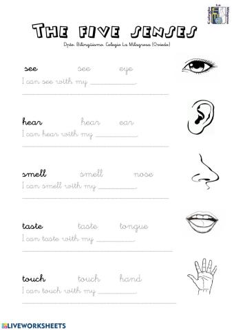 5 senses worksheet