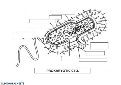 Cells