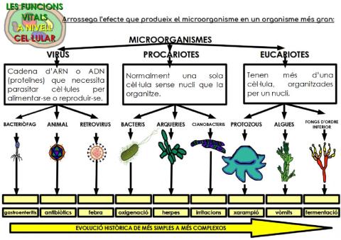 Efectes dels micoorganismes