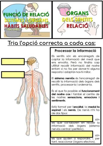 Com processem la informació dels sentits