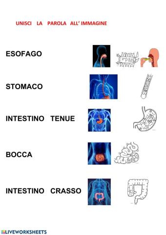 Apparato digerente unione con linee