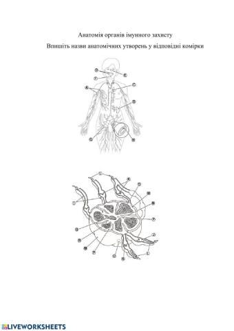 Анатомія органів імунного захисту