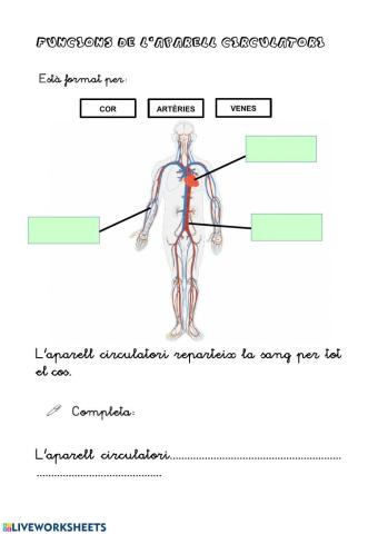 Aparell circulatori