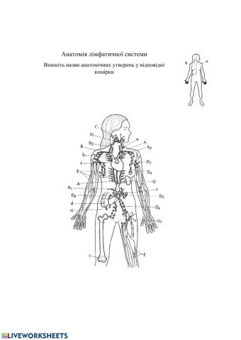 Анатомія лімфатичної системи