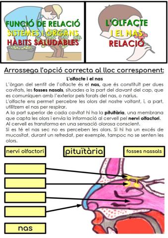 Òrgans del nas