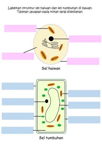 Struktur sel haiwan dan Sel tumbuhan