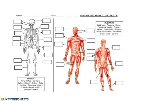 Aparato locomotor