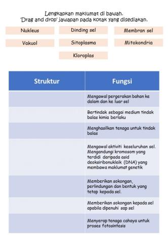 Struktur sel haiwan dan Sel tumbuhan 3