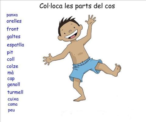 Les parts del cos.