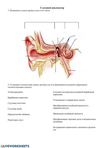 Слуховой анализатор