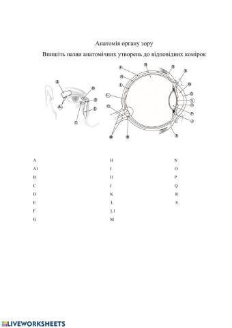 Анатомія органу зору