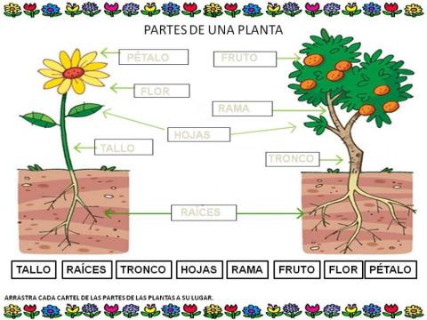 PARTES DE UNA PLANTA