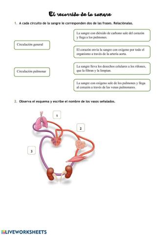 El recorrido de la sangre