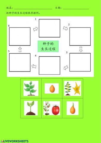 种子的生长过程