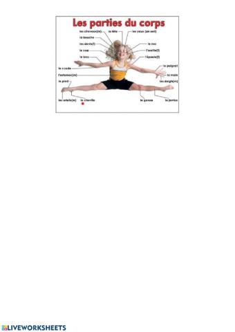 Vocabulaire parties du corps