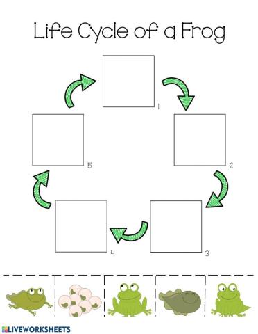 Life Cycle of a Frog