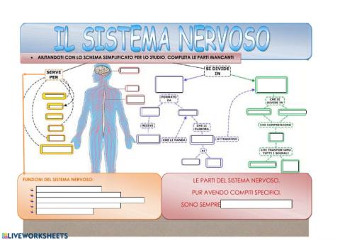 Il sistema nervoso